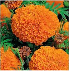 Orange Marigold Hawaii Flower Seeds for Planting – Heirloom, Non-GMO Garden Seeds