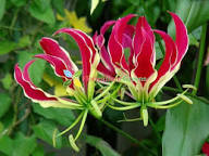 Pink Gloriosa Flower Seeds – Heirloom, Non-GMO High Germination Seeds for Planting | Organic Garden Seeds