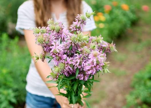 Lemon Mint Lemon Bee Balm Flower Seeds for Planting – Heirloom Non-GMO