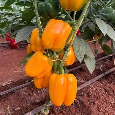 Orange Bell Pepper seeds for planting heirloom non-GMO garden seeds growing healthy orange peppers at home naturally