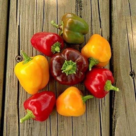 Pimientos Semillas Mixtas – Semillas de Jardín Orgánicas, de Polinización Abierta, Sin OGM, de Alta Germinación para Plantar