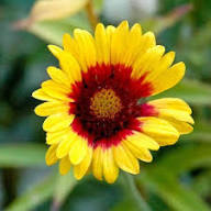 Yellow Pink Gaillardia Flower Seeds – Heirloom Non-GMO High Germination Organic Garden Seeds