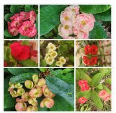 Thorns Flower Seeds Heirloom Non-GMO High Germination Organic Garden Seeds for Planting