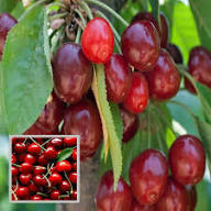 Cherry Plum Fruit Seeds for Planting – Heirloom Non-GMO High Germination Organic Garden Seeds for Sweet Juicy Fruits