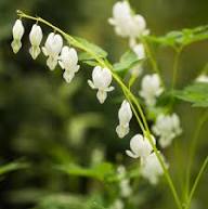 Dicentra Spectabilis Flower Seeds White – Heirloom Non-GMO High Germination