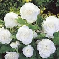 White Double Begonia Flower Seeds – Heirloom, Non-GMO, High Germination Organic Garden Seeds for Planting