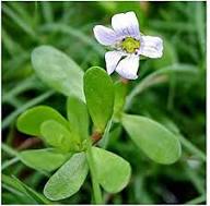 Bacopa Blumensamen Weiß – Alte Sorte Gentechnikfrei Hohe Keimfähigkeit