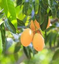Alphonso Mango Fruit Seeds – Heirloom Hapus Variety Non-GMO High Germination Organic Garden Seeds for Planting