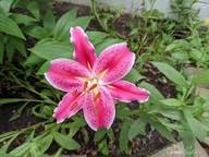Pink Philadelphicum Flower Seeds – Heirloom Non-GMO High Germination Organic Garden Seeds for Planting
