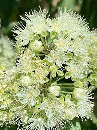 Lemon Myrtle Plant Seeds Green – Heirloom, Non-GMO, High Germination Organic Garden Seeds for Planting