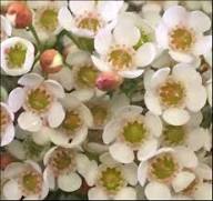 White Geraldton Flower Seeds Heirloom Non-GMO High Germination Organic Garden Seeds for Planting