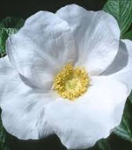 White Rosa Rugosa Flower Seeds Heirloom Non-GMO High Germination Organic Garden Seeds