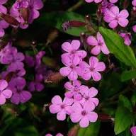 Pink Saponaria Ocymoides Flower Seeds – Heirloom Non-GMO High Germination Organic Garden Seeds