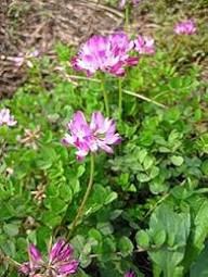 Rosa Tragantblumen-Samen – Alte Sorte, gentechnikfrei, hohe Keimfähigkeit, Bio-Gartensamen zum Pflanzen