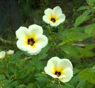 Subulata Flower Seeds for Planting – Heirloom, Non-GMO, High Germination Organic Garden Seeds