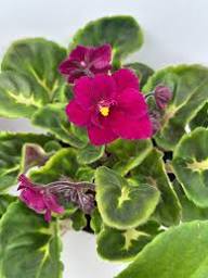 Saintpaulia Flower Seeds – Heirloom Non-GMO High Germination Organic Garden Seeds