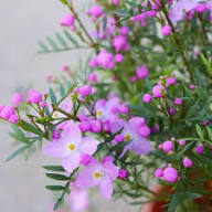 Rosa Boronia Blumensamen – Alte Sorte, gentechnikfrei, hohe Keimfähigkeit, Bio-Gartensamen zum Pflanzen