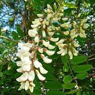 White Robinia Flower Seeds Heirloom Non-GMO High Germination Organic Garden Seeds for Planting