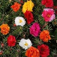 Portulaca Flower Seeds Red – Heirloom Non-GMO High Germination Organic Garden