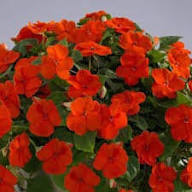 Red Impatiens Walleriana Flower Seeds – Heirloom Non-GMO High Germination Organic Garden Seeds for Planting
