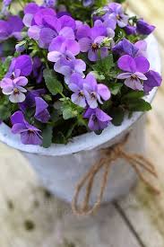 Viola Riviniana Violet Flower Seeds for Planting – Heirloom Non-GMO High Germination Organic Garden Seeds