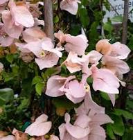 Streptocarpus Flower Seeds Light Pink for Planting – Heirloom, Non-GMO, High Germination Organic Garden Seeds