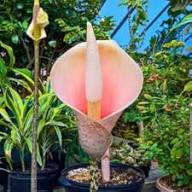 Orange Corpse Flower Seeds for Planting Heirloom Non-GMO High Germination Organic Garden Seeds