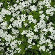 White Woodruff Flower Seeds – Heirloom, Non-GMO, High Germination Organic Garden Seeds