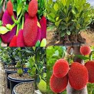 Red Jackfruit Seeds Heirloom Non-GMO High Germination Organic Garden Seeds for Planting
