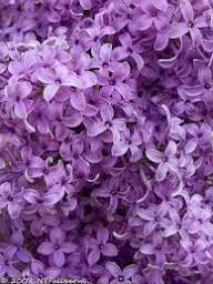 Rare Purple Lilac Flower Seeds for Gardens Heirloom Non-GMO High Germination Organic Garden Seeds for Planting