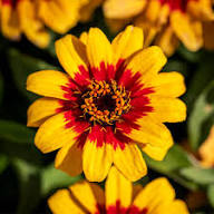 Yellow Red Zinnia Flower Seeds – Heirloom Non-GMO High Germination Organic Garden Seeds