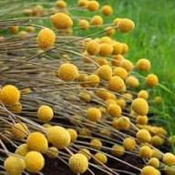 Yellow Billy Buttons Flower Seeds for Planting – Heirloom, Non-GMO, High Germination Organic Garden Seeds