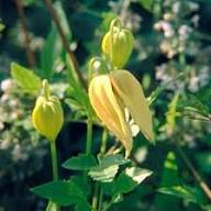 Yellow Tangutica Flower Seeds Heirloom Non-GMO High Germination Organic Garden Seeds