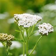 Semillas de Achillea Ballerina Púrpura – Herencia, No OGM, Semillas de Jardín Orgánicas de Alta Germinación para Sembrar