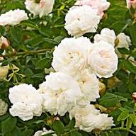 White Climbing Zephirine Flowers Seeds – Heirloom Non-GMO High Germination