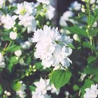 White Philadelphus Flower Seed Heirloom Non-GMO High Germination Organic Garden Seeds for Planting