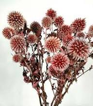 Red Echinops Flower Seeds for Planting – Heirloom, Non-GMO, High Germination Organic Garden Seeds