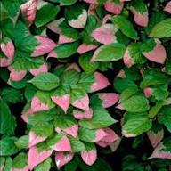 Actinidia Kolomikta Seeds – Hardy &amp; Sweet Kiwi Fruit Trees, Heirloom Non-GMO High Germination Organic Garden Seeds for Planting