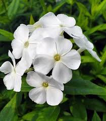 Riesen-Phlox Blumensamen Weiß – Alte Sorte Non-GMO Hohe Keimfähigkeit Samen
