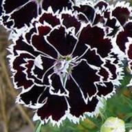 Black White Dianthus Flowers Seed – Heirloom Non-GMO High Germination