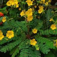 Terrestris Flower Seeds Heirloom Non-GMO High Germination Organic Garden Seeds for Planting