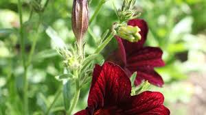 Red Salpiglossis Flower Seeds – Heirloom Non-GMO High Germination Organic Garden Seeds