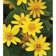 Melampodium Paludosum Flower Seeds Yellow – Heirloom, Non-GMO, High Germination Organic Seeds