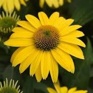 Yellow Cone Flower Seeds for Planting – Heirloom Non-GMO High Germination Seeds