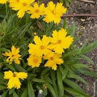 Thermopsis Flower Yellow Seeds Heirloom Non-GMO High Germination Organic Garden Seeds for Planting
