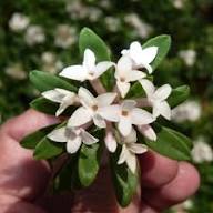 White Daphne Flower Seeds Heirloom Non-GMO High Germination Organic Garden Seeds for Planting