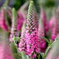 Veronica Flower Seeds – Heirloom Non-GMO High Germination Organic Garden Seeds