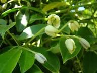 White Holboellia Flower Seeds Heirloom Non-GMO High Germination Organic Garden Seeds for Planting