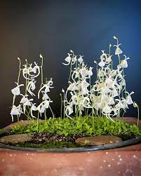 White Utricularia Sandersonii Flower Seeds – Heirloom, Non-GMO, High Germination Organic Garden Seeds