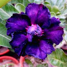 Adenium Flower Seeds for Planting – Heirloom Non-GMO High Germination Organic Garden Seeds